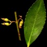 Laurelia philippiana