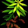 Podocarpus nubigena